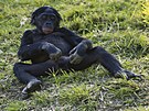 impanzi bonobo jsou rozkonití.