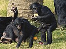 Bonobo dovedou být vynalézaví, v mnoha ohledech.