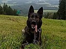 Policejn� pes Min�k