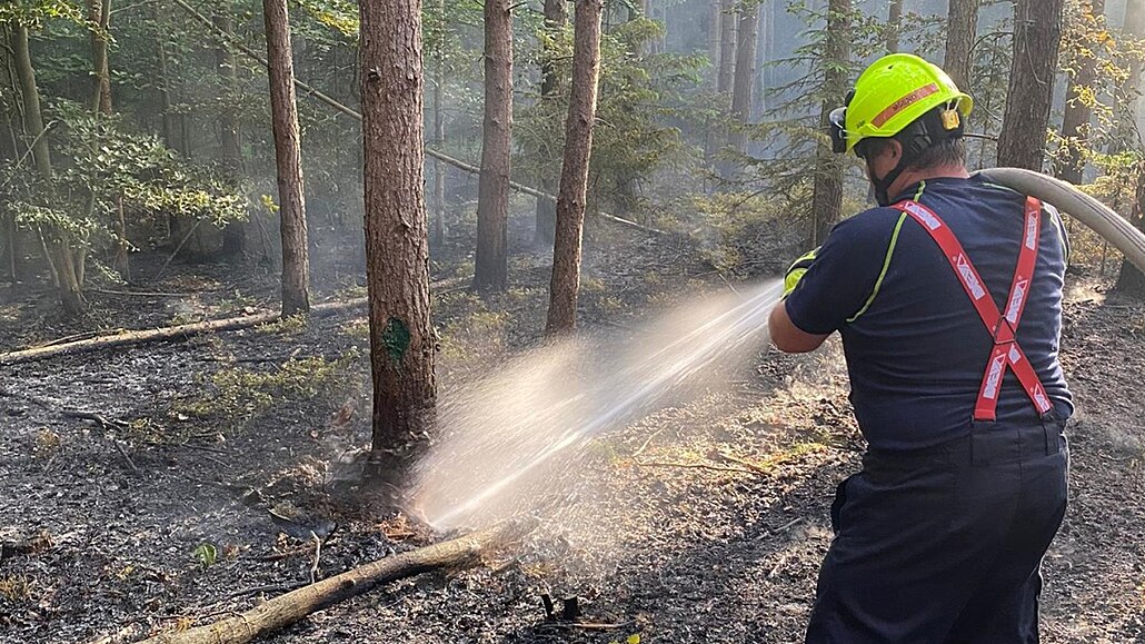 Poár lesa v CHKO Kokoínsko (31. 5. 2023)