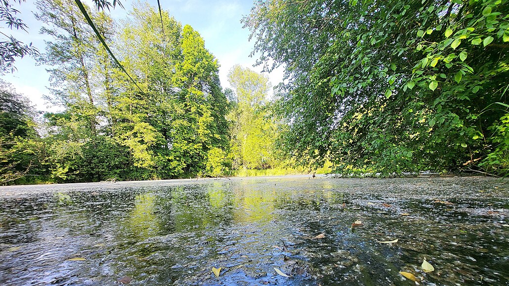 Voda ve slepém rameni Orlice je zneitná nejspí splaky. (29. kvtna 2023)