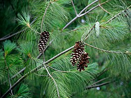 Borovice vejmutovka (Pinus strobus) je jehli�natý strom pocházející z východní...