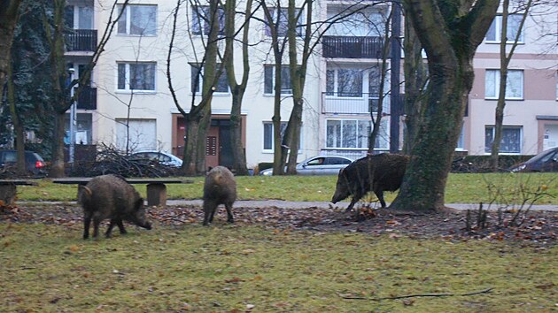 Prasata pasoucí se přímo v centrálním parku v blízkosti sídliště na Severní Terase v Ústí nad Labem nebyla pro místní obyvatele velkým překvapením, divočáci si na výlety mezi paneláky navykli leckde.
