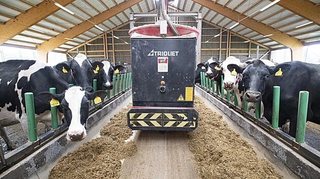 Technologie robotického krmení je v českých
kravínech jedinečná. (30. května 2023)