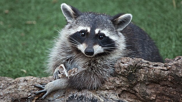 M�val severn� (Procyon lotor) je st�edn� velk� savec ob�vaj�c� p�vodn� Severn� Ameriku.