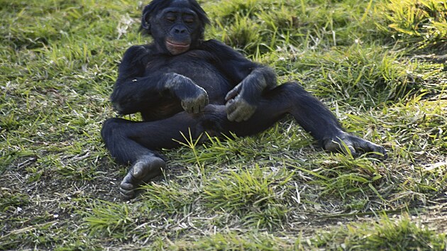impanzi bonobo jsou rozkonit.