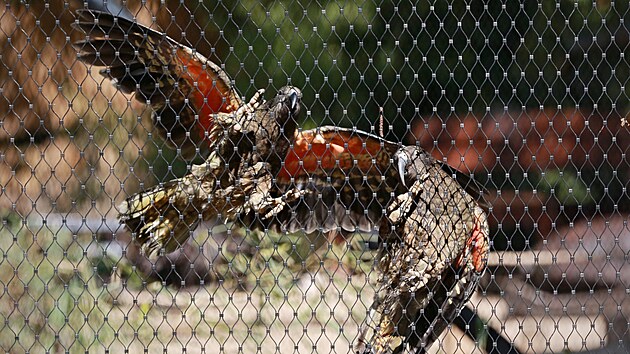 Dva pry ohroench papouk pesthovali v libereck zoologick zahrad do samostatn a prostornj voliry naproti budov ZooExpo.