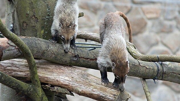 Dva samci picestovali do Liberce z jihlavsk zoo koncem minulho roku.