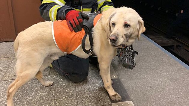 Metro na lince B mezi Zli��nem a Sm�chovsk�m n�dra��m st�lo, do kolej� spadla kolem 7:30 nevidom� �ena s vod�c�m psem. (6. �ervna 2023)