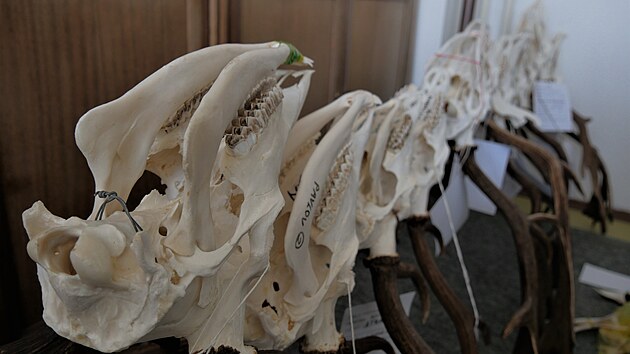 Celkem bude na p�ehl�dce k vid�n� na patn�ct stovek trofej�, p�i�em� dominovat bude zv�� srn��.