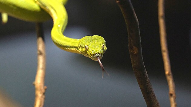 V ostravsk zoo jsou krajty zelen k vidn v jednom z akvaterri v pavilonu Papua. Zoo chov dv samice a jednoho samce.