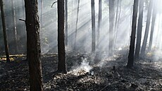 Poár lesa v CHKO Kokoínsko (31. 5. 2023)