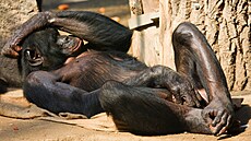 Ve zví�ecí �í�i je jí v�ude plno. Evolu�nímu významu masturbace v�ak stále...