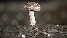 Houby jsou tajemné organismy. Biologové je �adí do �í�e mimo rostliny a...