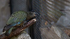 Novozéland�tí papou�ci jsou velmi inteligentní.