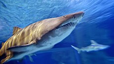 Žralok tygří plave v oceánu (6. prosince 2016.)