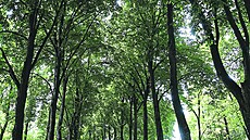 Alej na �áblickém h�bitov�. V knize je na stran� 36.