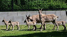 V olomoucké zoologické zahrad� se v kv�tnu narodilo  hned p�t mlá�at vzácných...