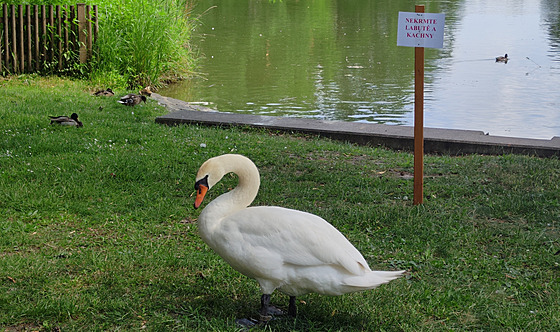 Mstský nebo té Drozdovický rybník v Prostjov, kde letos labutí pár vyvedl...