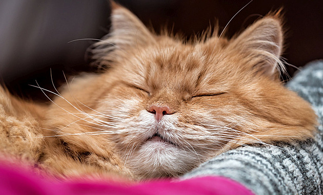 Tady jsem doma, nepřibližuj se. Patnáct tajných kočičích signálů