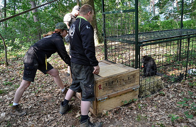 Zoo odchytila čtyři z makaků uprchlých mimo areál, sklapla nastražená klec