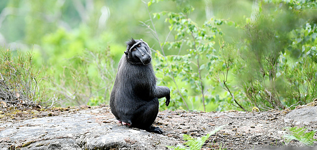 Uprchlí makakové se usadili v lesoparku, zoo je láká žrádlem do odchytové klece