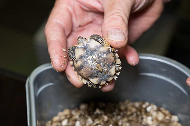 Zoo Praha má první odchov želv dlaždicovitých v Evropě, snažila se patnáct let
