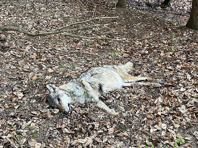 Březí vlčice uhynula vyčerpáním, nejspíš si uhryzala tlapu chycenou do pasti