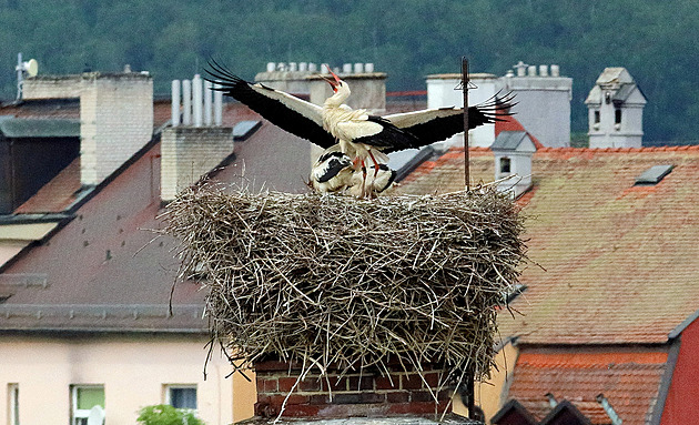 Většina ptačích hnízd v regionu ožila mláďaty, ostře sledované je to v Chebu