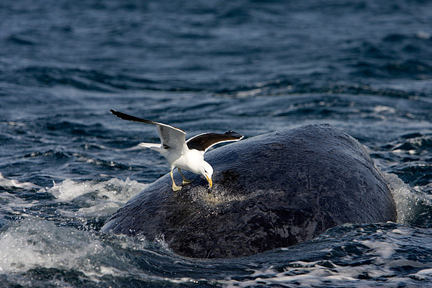 Racci u Patagonie ohrožují velrybí mláďata, krvelačně do nich klovou