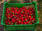 Na zatku leton sklizn jahod se v prostjovsk jahodrn objevila...