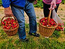 Na zatku sklizn jahod jsou v prostjovsk jahodrn spokojen. Natrhan...