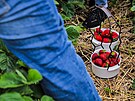 Jahodrna Prostjov pod organizovan samosbry jahod. Kad sbra dostane...