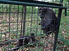 Makakové uprchlí z dínské zoo v odchytové kleci. (15. ervna 2023)