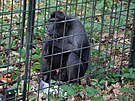 Makak uprchlý z dínské zoo v odchytové kleci. (15. ervna 2023)