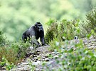 Tlupa uprchlých makak se pohybuje v okolí zoo. (14. ervna 2023)