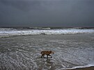 Pes se prochází na oputné plái ped píchodem cyklonu Bipardoj v Mandvi v...