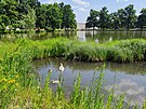Mstský nebo té Drozdovický rybník v Prostjov, kde letos labutí pár vyvedl...