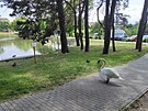M�stsk� nebo t� Drozdovick� rybn�k v Prost�jov�, kde letos labut� p�r vyvedl...