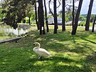 M�stsk� nebo t� Drozdovick� rybn�k v Prost�jov�, kde letos labut� p�r vyvedl...