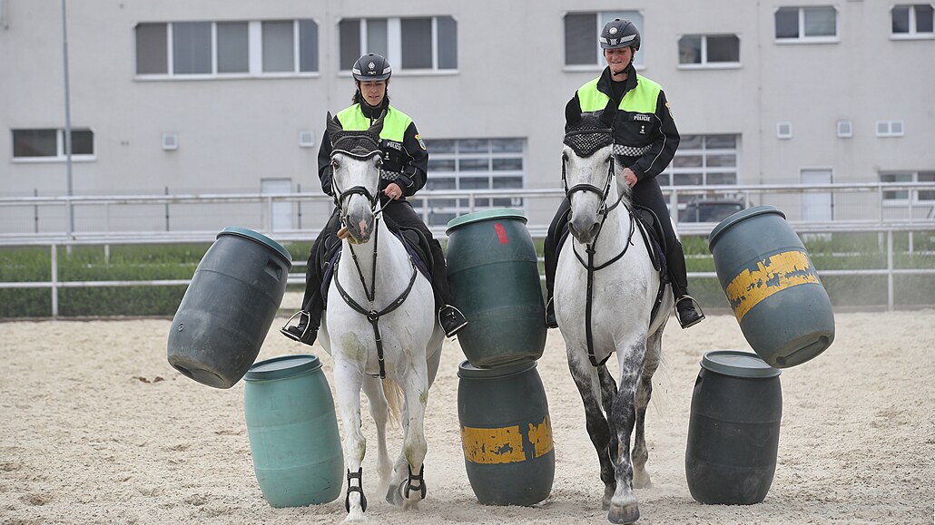 Výcvik policejních koní Mstské policie Ostrava na cviiti v Ostrav Dubin....