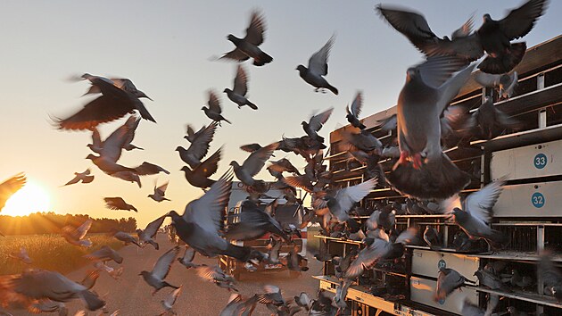 Za vchodu slunce odstartovalo 30 tisc potovnch holub z letit Krajkov-Kvtn k souti Katovick memoril. (11. ervna 2023)
