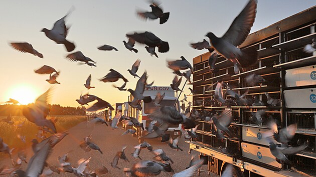 Za vchodu slunce odstartovalo 30 tisc potovnch holub z letit Krajkov-Kvtn k souti Katovick memoril. (11. ervna 2023)