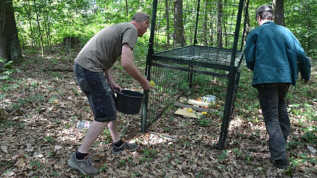 Pprava odchytov klece instalovan ve snaze lapit makaky uprchl z vbhu v dnsk zoo. (14. ervna 2023)