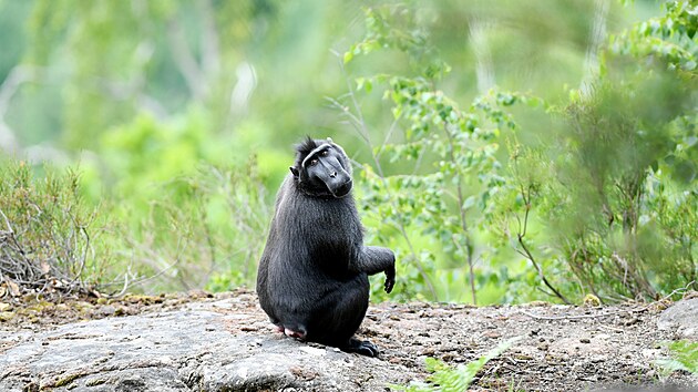 Tlupa uprchlch makak se pohybuje v okol zoo. (14. ervna 2023)