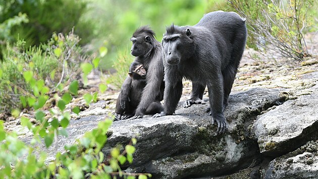Tlupa uprchlch makak se pohybuje v okol zoo. (14. ervna 2023)