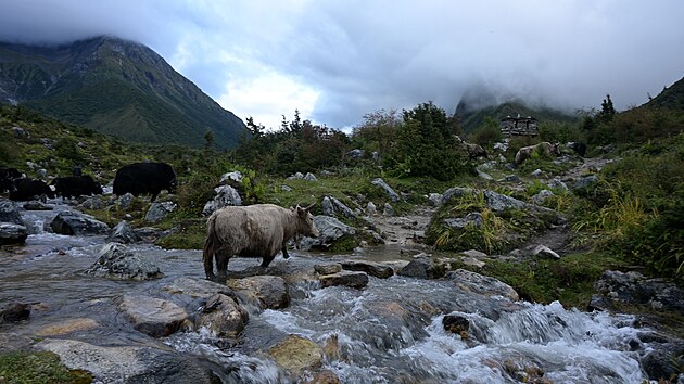 Čeští horolezci vykoupili v Himálaji čtyřicet hladových jaků z vězení