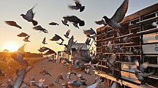 Za východu slunce odstartovalo 30 tisíc potovních holub z letit...