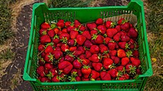 Na za�átku leto�ní sklizn� jahod se v prost�jovské jahodárn� objevila...