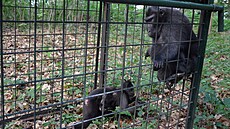 Makakové uprchlí z dínské zoo v odchytové kleci. (15. ervna 2023)